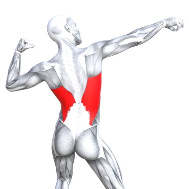 kavramsal insan anatomisi