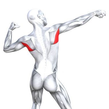 kavramsal insan anatomisi