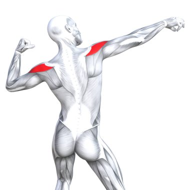 kavramsal insan anatomisi