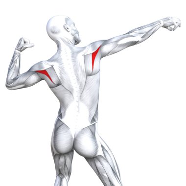 kavramsal insan anatomisi