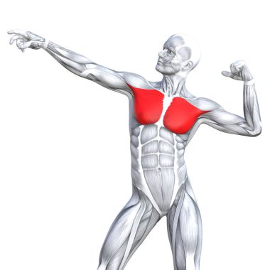 kavramsal insan anatomisi