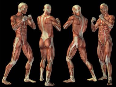 Kavramsal 3d insan anatomisi 