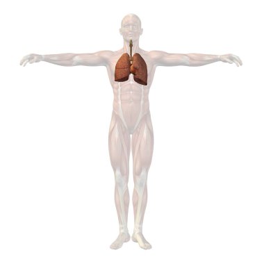 Kavramsal 3d insan anatomisi 