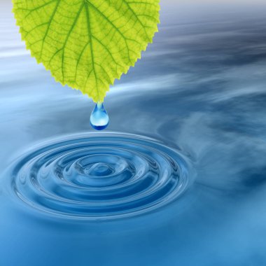 düşen bir yaprak çiy damla 