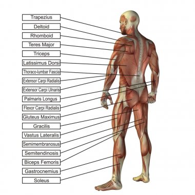 Kavramsal 3d insan anatomisi 