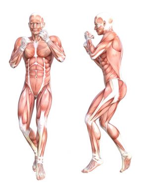 kavramsal insan anatomisi