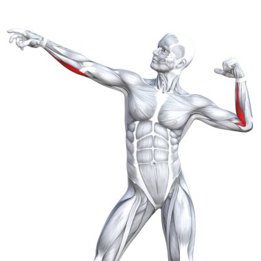 kavramsal insan anatomisi
