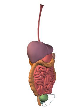  Sindirim sistemi illüstrasyon 