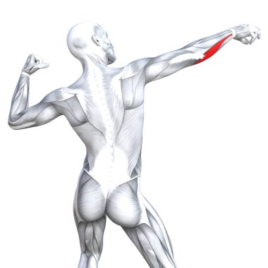 kavramsal insan anatomisi
