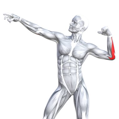 kavramsal insan anatomisi