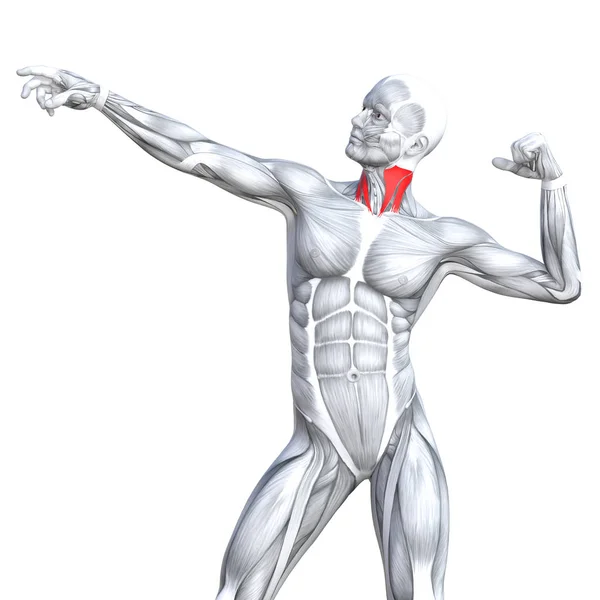 概念人体解剖学 — 图库照片
