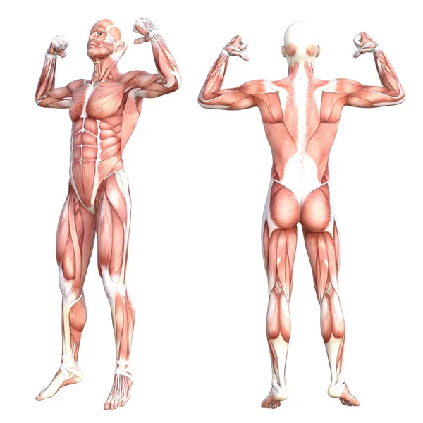 kavramsal insan anatomisi