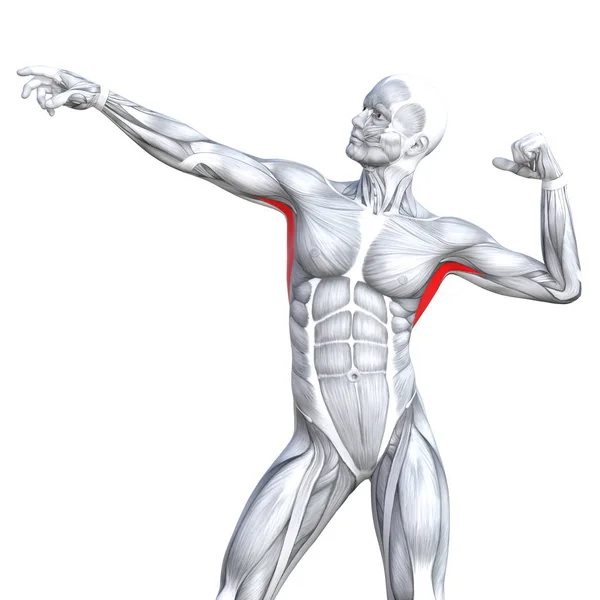 Koncepcyjne anatomia człowieka — Zdjęcie stockowe