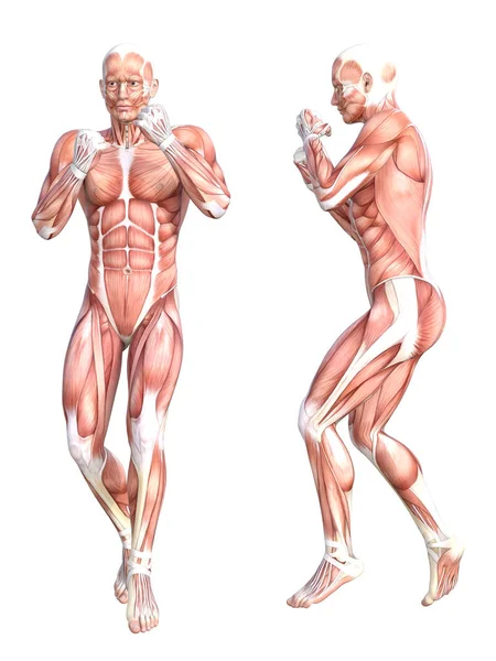 kavramsal insan anatomisi