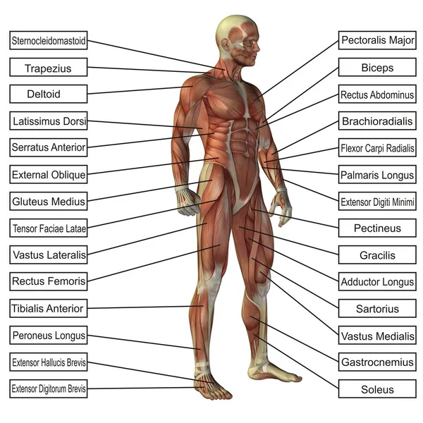 概念的三维人体解剖学 — 图库照片