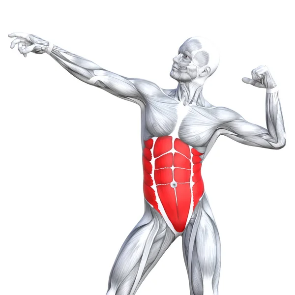 概念の人体解剖学 — ストック写真