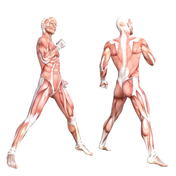 概念の人体解剖学 — ストック写真