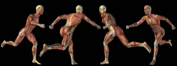 Conceptuele 3d menselijke anatomie — Stockfoto