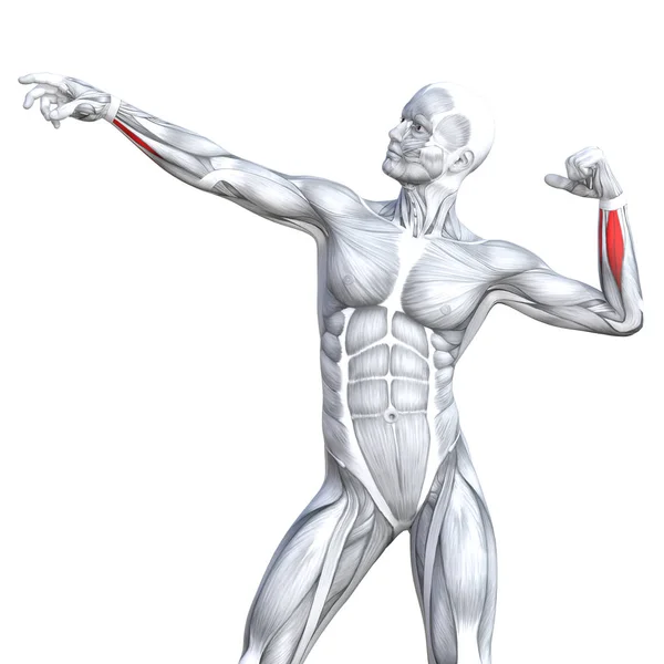 Kavramsal insan anatomisi — Stok fotoğraf