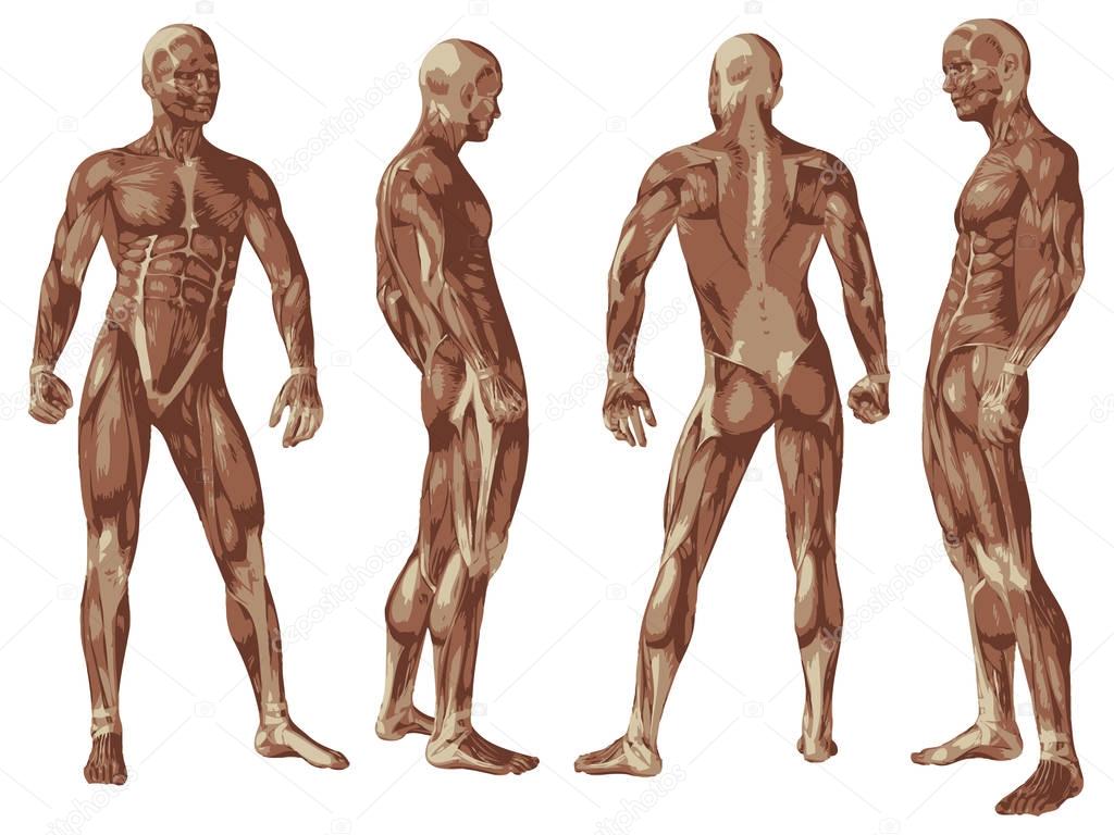 conceptual 3D human anatomy 