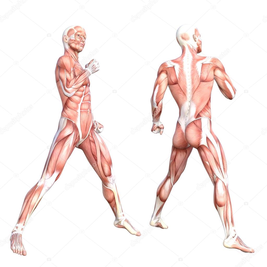 Conceptual human anatomy