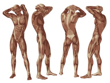 Kavramsal Anatomi Kas Sistemi Ayarlandı