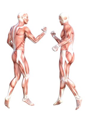 Kavramsal Anatomi Kas Sistemi Ayarlandı