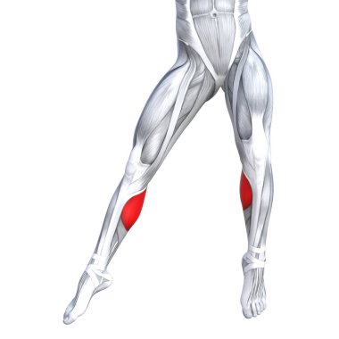 Uygun güçlü bacak anatomi çizimi