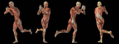 Kavram ya da kavramsal insan ya da adam 3d anatomi vücut siyah arka plan üzerine tıp, spor, erkek, kas, tıp, sağlık, biyoloji veya fitness grubu veya kümesi için metafor olarak izole kas ile
