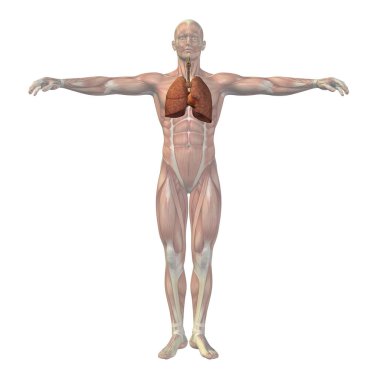 Yüksek çözünürlüklü kavramı kavramsal anatomik insan veya adam 3d solunum sistemi beyaz zemin üzerine anatomi, tıbbi, metafor olarak izole biyoloji, sağlık, kalp, akciğer, tıp, c ardiology bakım