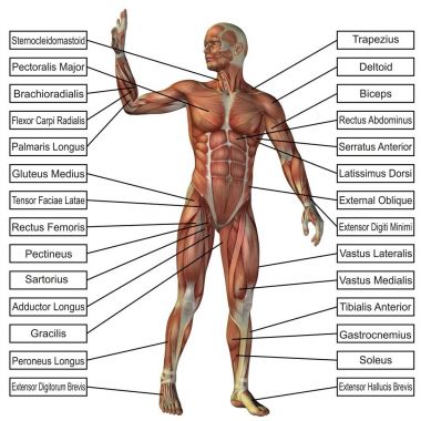 Beyaz arka plan üzerinde kavram ya da kavramsal 3d insan anatomisi ve kas, tendon, omurga, uyum, Oluşturucu, güçlü, vücut için bir metafor izole biyolojik, derisiz, şekil, duruş, sağlık tıbbi