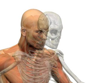 Anatomi kavramı kavramsal insan adam vücut göğüs, baş arka planda, tıp, bilim, sağlık, erkek, biyoloji, tıp, kemik, anatomik, kaslı, sistem, metafor izole yüz, kafatası, omurga