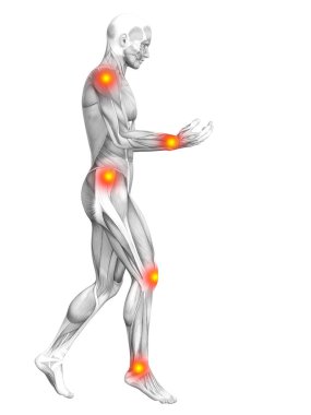 Kırmızı lekeler Muman kas anatomisi