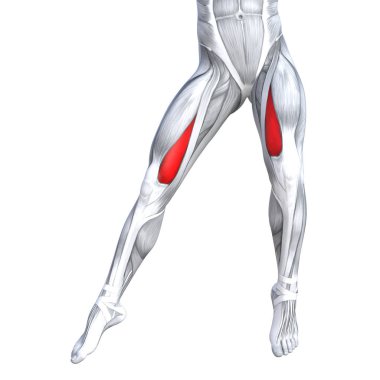 Uygun güçlü bacak anatomi çizimi