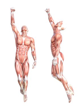 Kavramsal Anatomi Kas Sistemi Ayarlandı