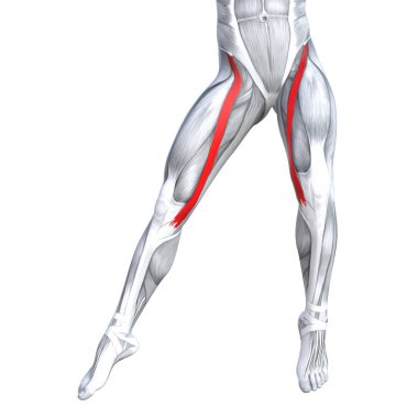 Uygun güçlü bacak anatomi çizimi