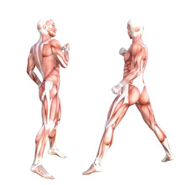 Kavramsal Anatomi Kas Sistemi Ayarlandı