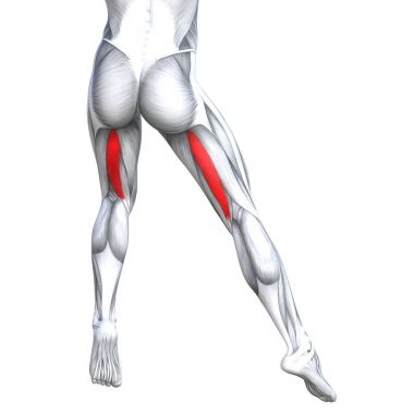 Uygun güçlü bacak anatomi çizimi