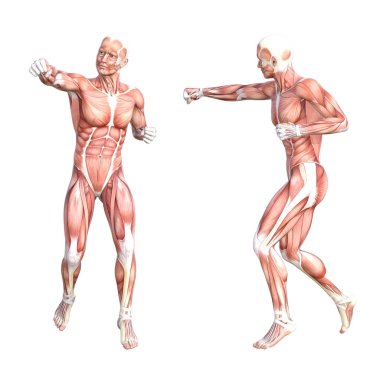 Kavramsal Anatomi Kas Sistemi Ayarlandı