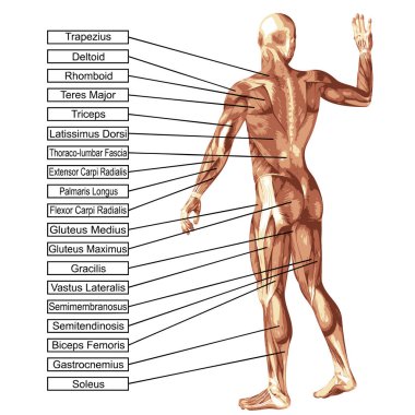 Beyaz arka plan üzerinde kavram ya da kavramsal 3d insan anatomisi ve kas, tendon, omurga, uyum, Oluşturucu, güçlü, vücut için bir metafor izole biyolojik, derisiz, şekil, duruş, sağlık tıbbi