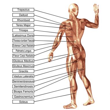 Beyaz arka plan üzerinde kavram ya da kavramsal 3d insan anatomisi ve kas, tendon, omurga, uyum, Oluşturucu, güçlü, vücut için bir metafor izole biyolojik, derisiz, şekil, duruş, sağlık tıbbi