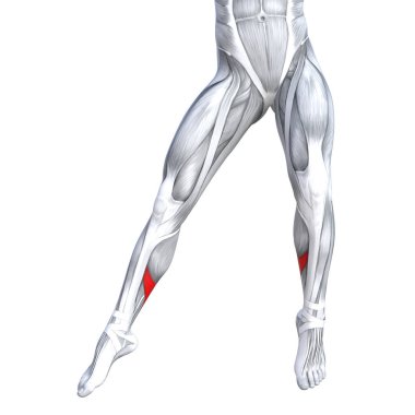 Uygun güçlü bacak anatomi çizimi