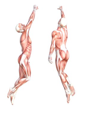 Kavramsal Anatomi Kas Sistemi Ayarlandı