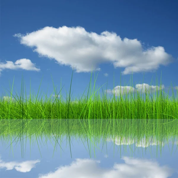 Hierba verde sobre un cielo azul — Foto de Stock
