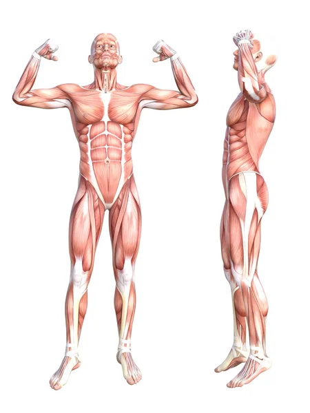 概念解剖肌肉系统组 — 图库照片