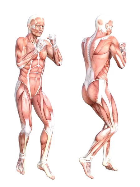 Derisiz insan kas sistemi seti