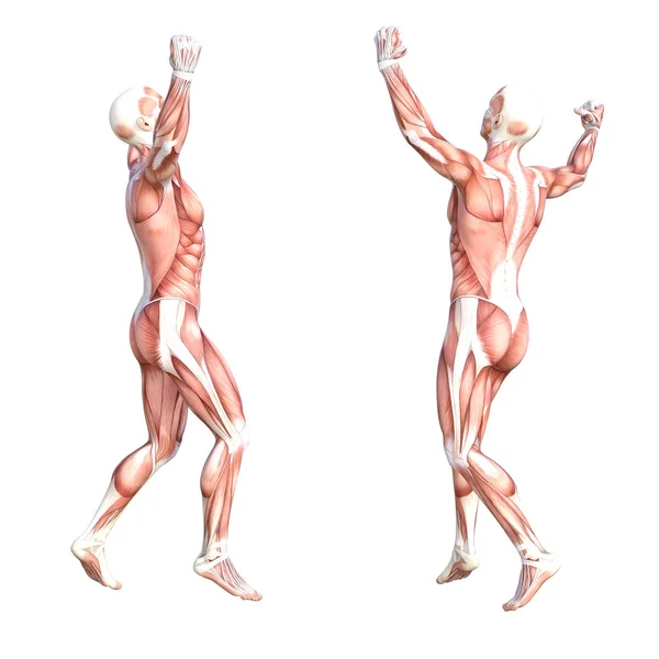 概念的解剖学筋肉系セット — ストック写真