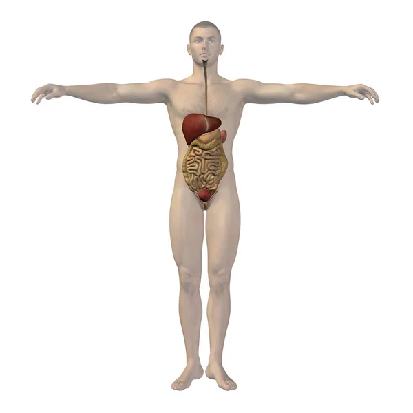 Kavram ya da kavramsal anatomik insan ya da adam 3d sindirim sistemi metafor anatomi, tıbbi, vücut, mide, tıp, bağırsak, biyoloji, dahili olarak beyaz arka plan veya Özet izole — Stok fotoğraf