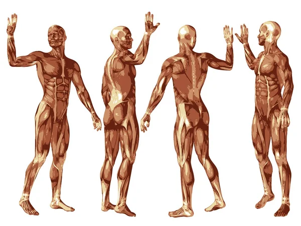 Набор анатомических мышц — стоковое фото