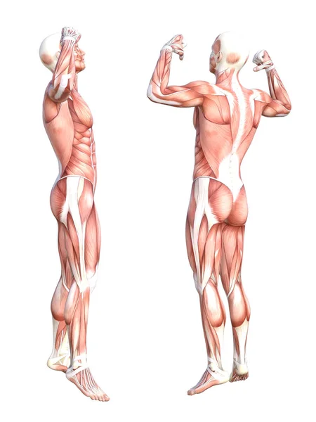 Conjunto de sistema muscular de anatomia conceitual — Fotografia de Stock